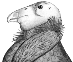 HTCondor condor artwork